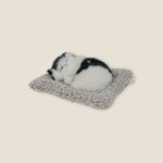 Sleep Cat | القط النائم